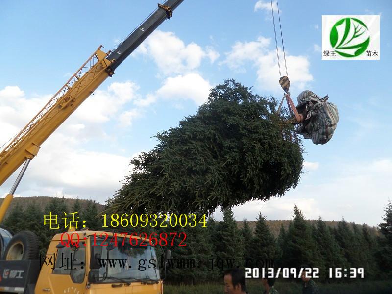 甘肅云杉綠王苗木基地供應(yīng)