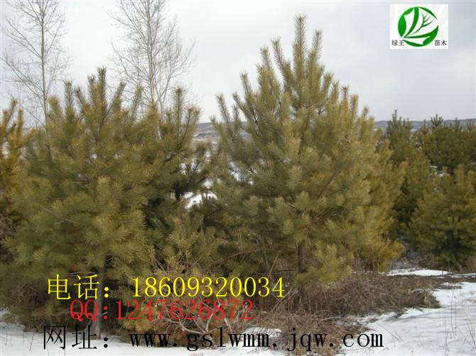 甘肅油松綠王苗木供應(yīng)圖片
