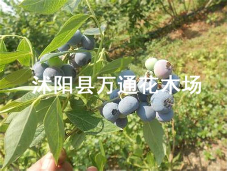 蓝莓苗品种蓝莓树苗南方果树苗现货图片