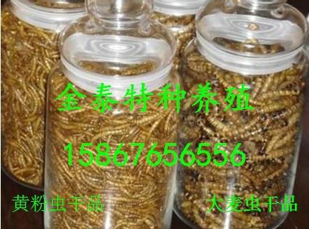 批发大麦虫干品，联系电话15867656556图片