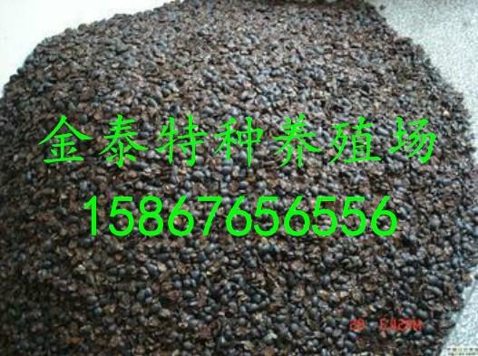 批發(fā)商品土元，聯(lián)系電話15867656556