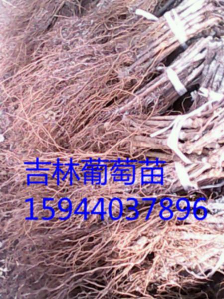 供應內(nèi)蒙售茉莉香葡萄苗遼寧蜜汁葡萄苗