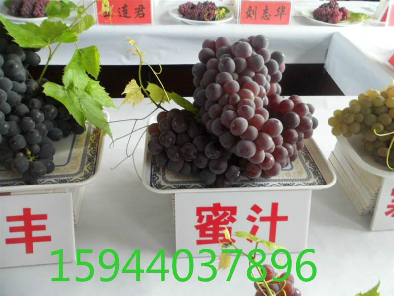 內蒙通遼賣蜜汁葡萄苗茉莉香苗圖片