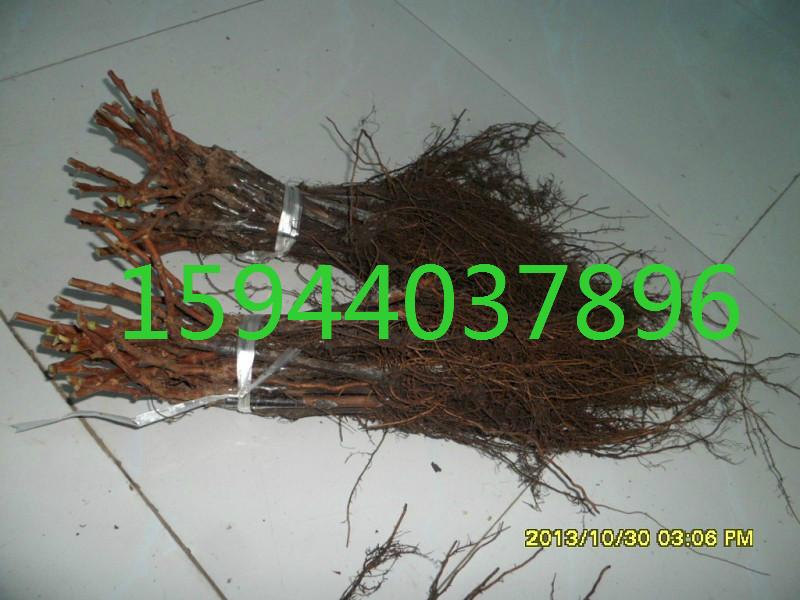 內蒙售茉莉香葡萄苗遼寧蜜汁葡萄苗圖片