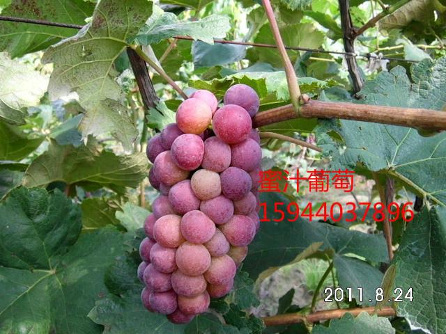 供應(yīng)內(nèi)蒙出售蜜汁葡萄苗著色香葡萄苗