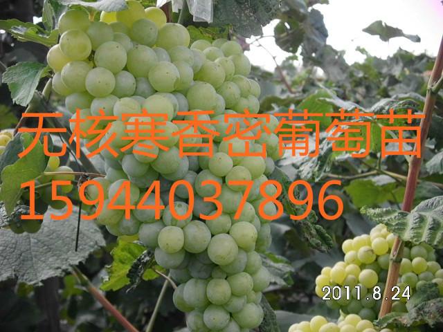 供應(yīng)京玉玫瑰葡萄苗，玫瑰露葡萄苗