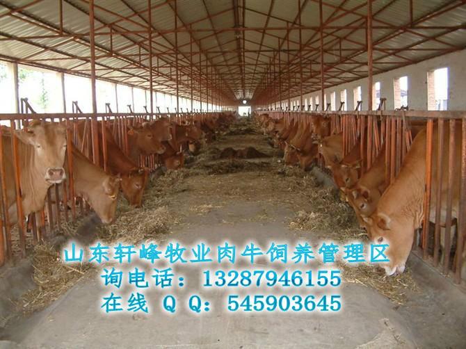 供应鲁西黄牛肉牛品种全国各地销供13287946155图片