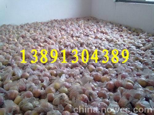 供應陜西紙袋紅富士蘋果價格紙袋紅富士蘋果價格