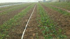 優(yōu)質(zhì)微噴帶噴灌帶圖片