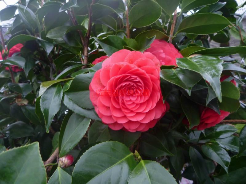 供應(yīng)茶花13877322681