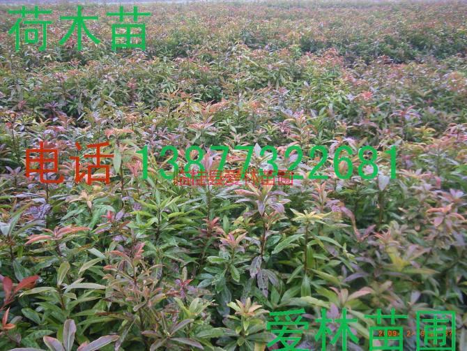 供應木荷苗13877322681