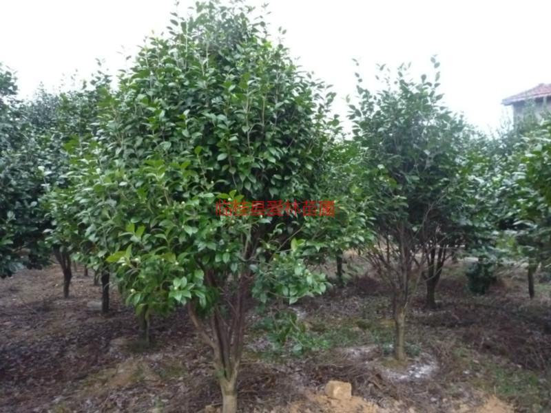 供應(yīng)茶花13877322681