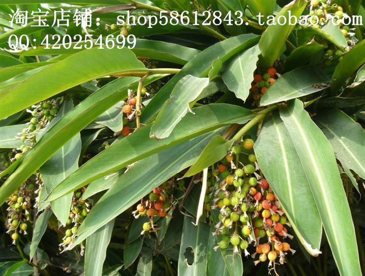 供應沙仁種子砂仁種子香砂仁種子川沙仁