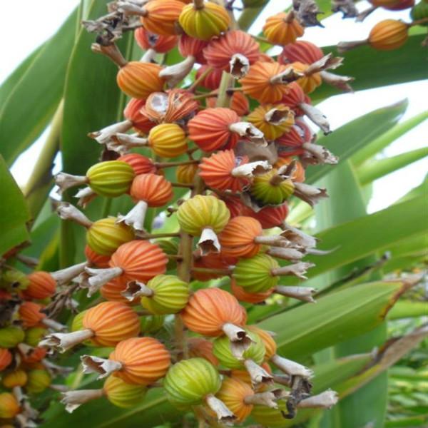 供應沙仁種子砂仁種子香砂仁種子川沙仁