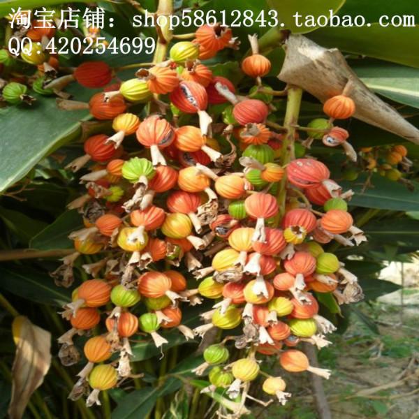 供應(yīng)香砂仁種子香沙仁種子砂仁樹苗沙仁