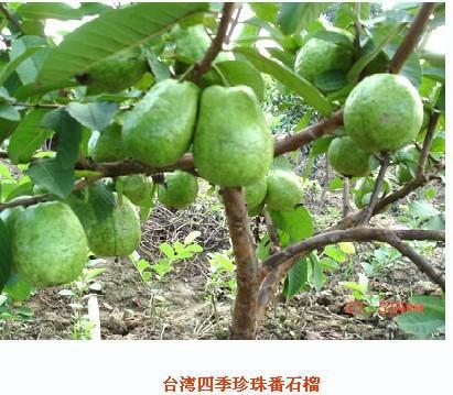 湖南臺灣珍珠番石榴苗圖片