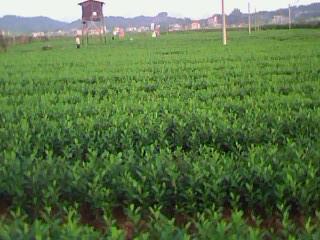 供應廣東臺灣珍珠番石榴苗價錢-廣東臺灣珍珠番石榴苗供應-臺灣珍珠番石