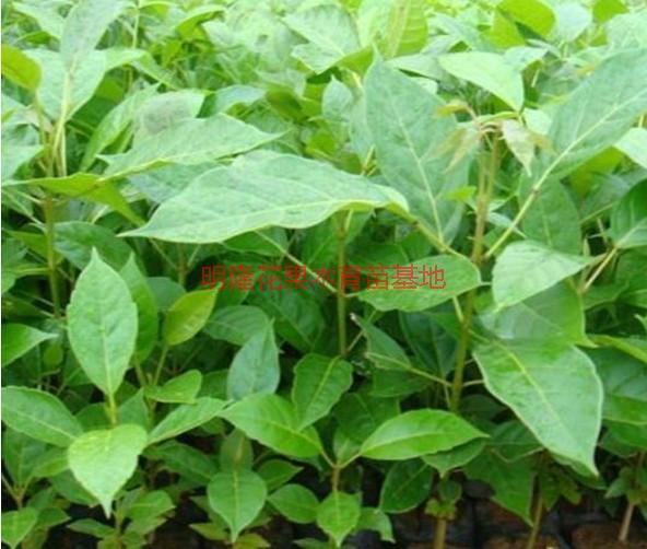 供應(yīng)花梨木苗種植園