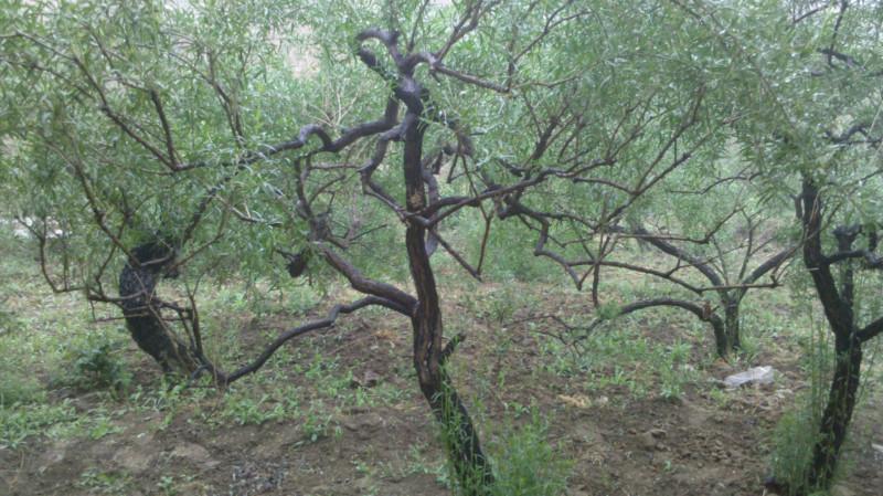 供應(yīng)枸杞苗價(jià)格