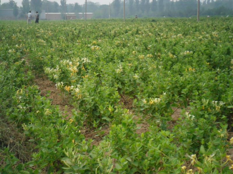 供应金银花树批发价格