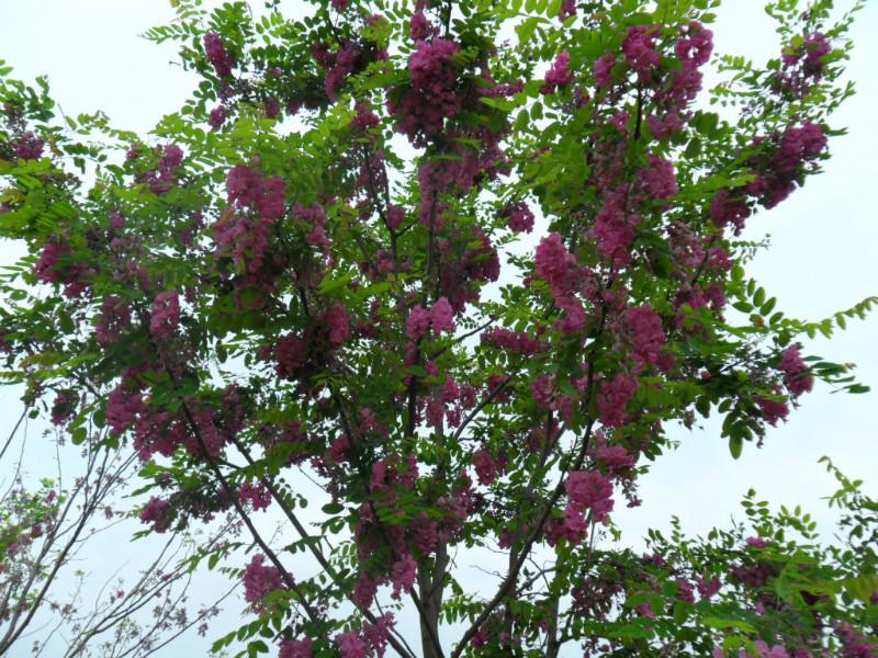 供應香花槐