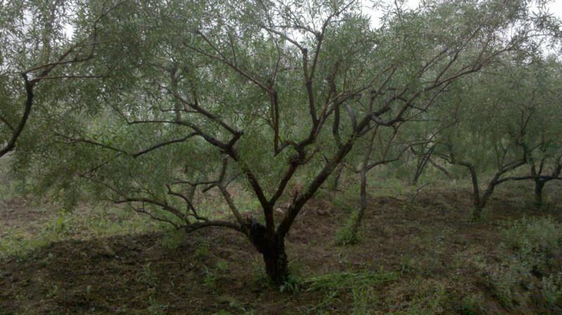 枸杞苗廠家供應(yīng)圖片