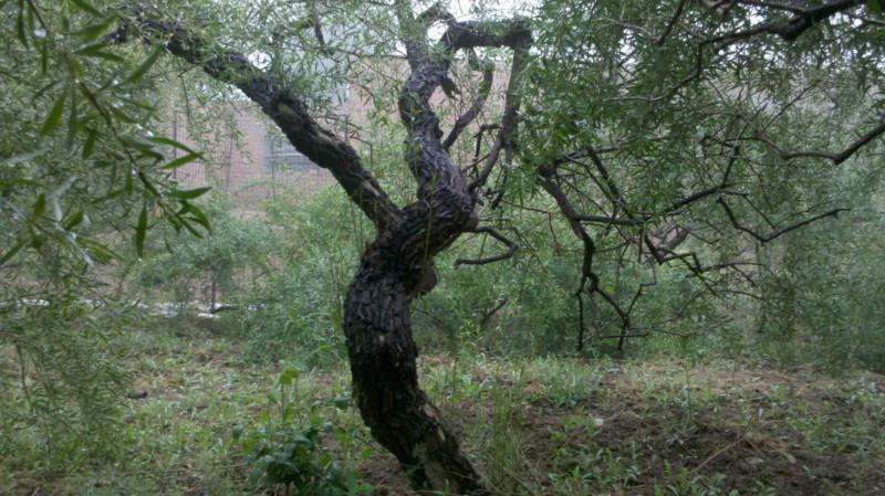 供應(yīng)枸杞苗廠家供應(yīng)