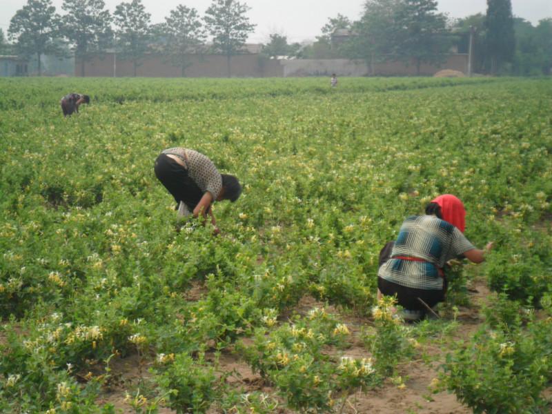 供应金银花树供应价格