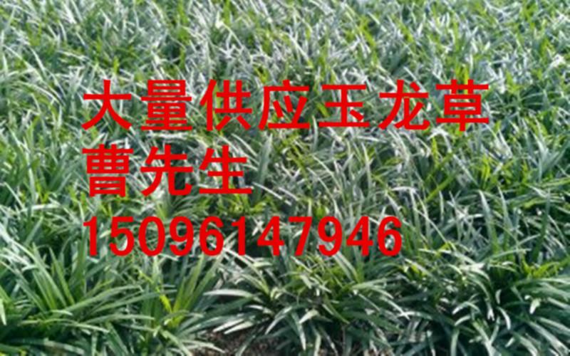 供應(yīng)玉龍草，玉龍草價格，玉龍草批發(fā)價格