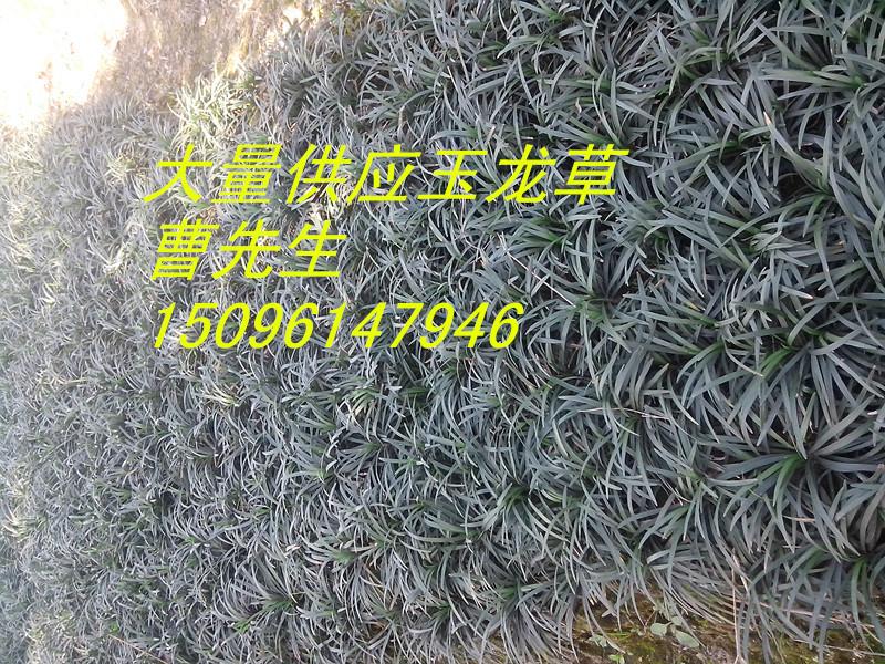 供應(yīng)玉龍草，玉龍草價格，玉龍草批發(fā)價格