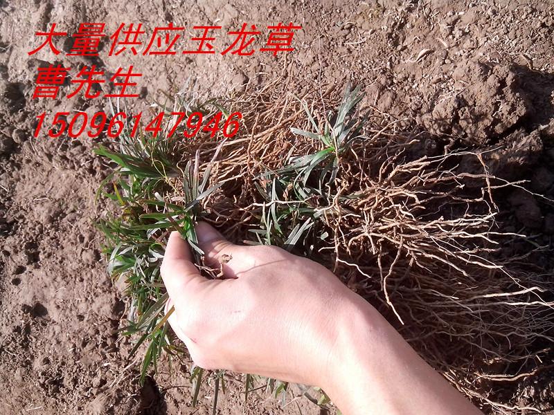 供應(yīng)玉龍草，玉龍草價格，玉龍草批發(fā)價格