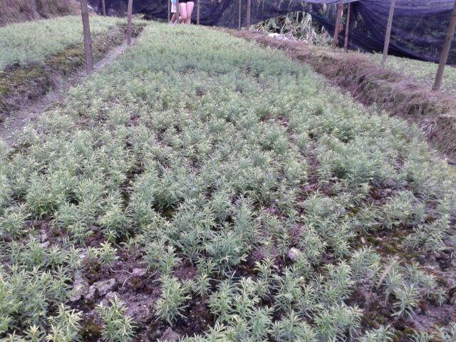 供應紅豆杉小苗栽培基地-紅豆杉小苗價格-紅豆杉小苗出售