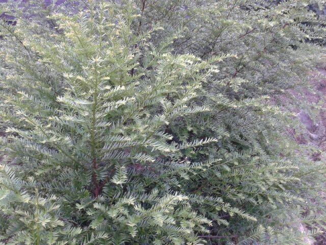 供應紅豆杉小苗栽培基地-紅豆杉小苗價格-紅豆杉小苗出售