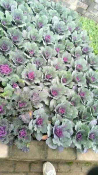 供應(yīng)西安草花/綠植 西安綠植綠化公司咨詢電話