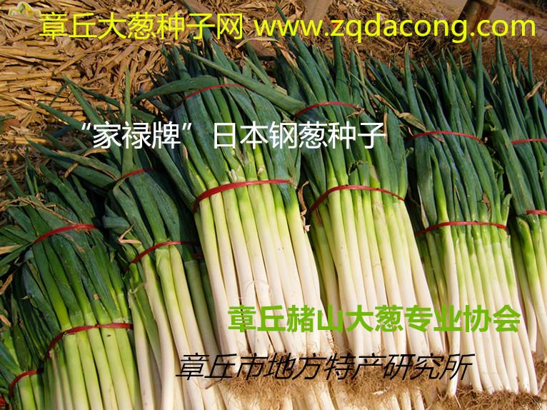 供應(yīng)日本大蔥種子-日本進(jìn)口大蔥種子-日本鐵桿大蔥種子-日本鋼蔥種子