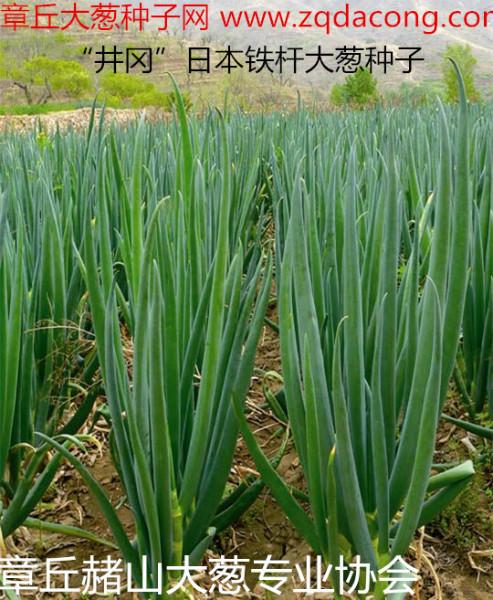 供應(yīng)日本大蔥種子-日本進(jìn)口大蔥種子-日本鐵桿大蔥種子-日本鋼蔥種子