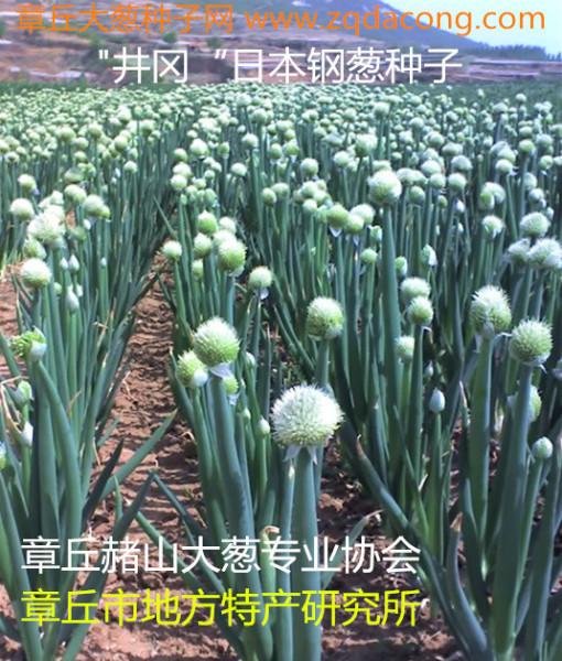 供應(yīng)日本大蔥種子-日本進(jìn)口大蔥種子-日本鐵桿大蔥種子-日本鋼蔥種子