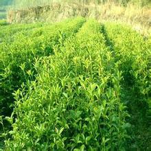 到底哪家好?福建山杜英苗基地,杜英苗價(jià)格-清流縣嵩口新生苗木專(zhuān)業(yè)合作社