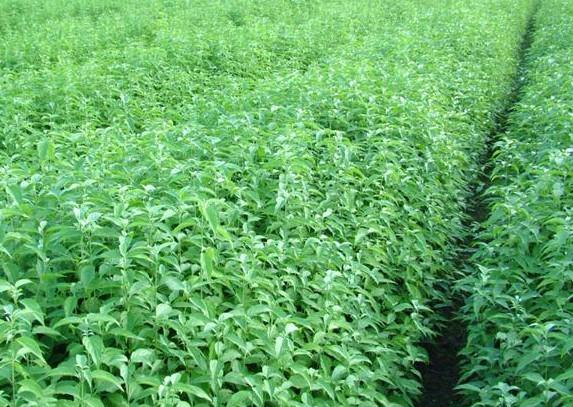 到底哪家好?福建山杜英苗基地,杜英苗價(jià)格-清流縣嵩口新生苗木專(zhuān)業(yè)合作社