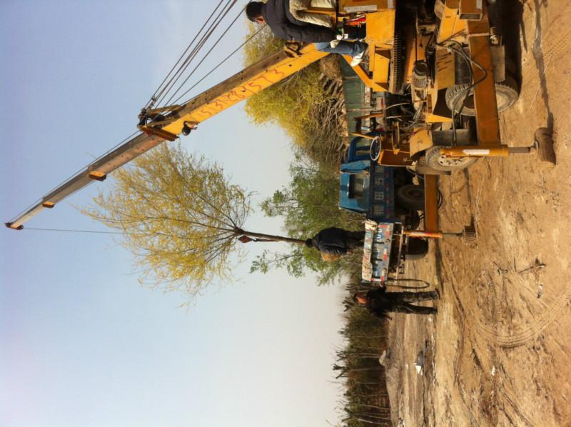 供應(yīng)供應(yīng)嫁接2年頭金葉榆  高位嫁接 樹冠豐滿 玉樹臨風(fēng) 金葉榆樹苗