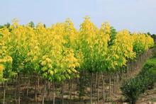 供應金葉復葉槭  金葉國槐 金葉白蠟 金葉榆 金枝國槐