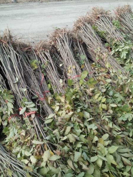 白蠟小苗圖片/白蠟小苗樣板圖 (3)