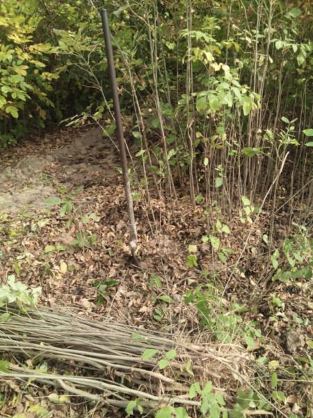 白蠟小苗圖片/白蠟小苗樣板圖 (4)