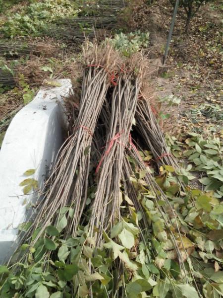 白蠟小苗圖片/白蠟小苗樣板圖 (2)