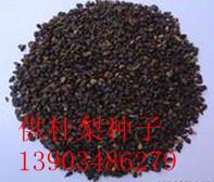 供應(yīng)甘肅杜梨種子價格陜西杜梨種子價格寧夏杜梨種子價格