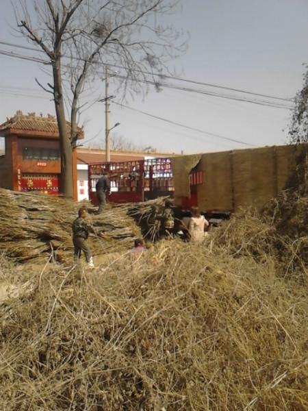 供應(yīng)嫁接香玲核桃苗核桃苗嫁接香玲核桃