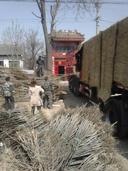 供應(yīng)嫁接香玲核桃苗核桃苗嫁接香玲核桃