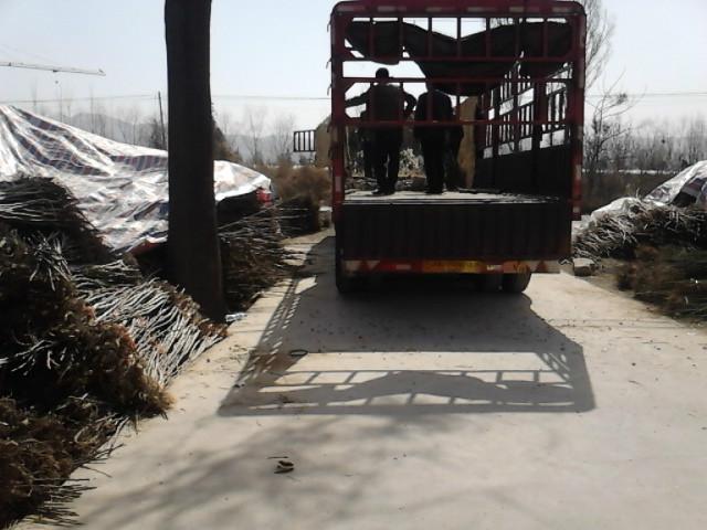 供應(yīng)嫁接香玲核桃苗核桃苗嫁接香玲核桃