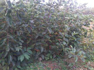 供應(yīng)柿子苗+柿子苗優(yōu)質(zhì)柿子苗價格