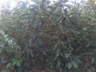 供應(yīng)柿子苗+柿子苗優(yōu)質(zhì)柿子苗價格